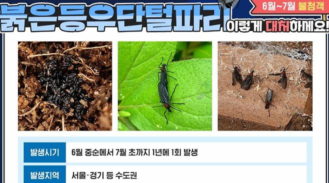 안양시보건소의 붉은등우단털파리 대처법 안내. /사진제공=안양시