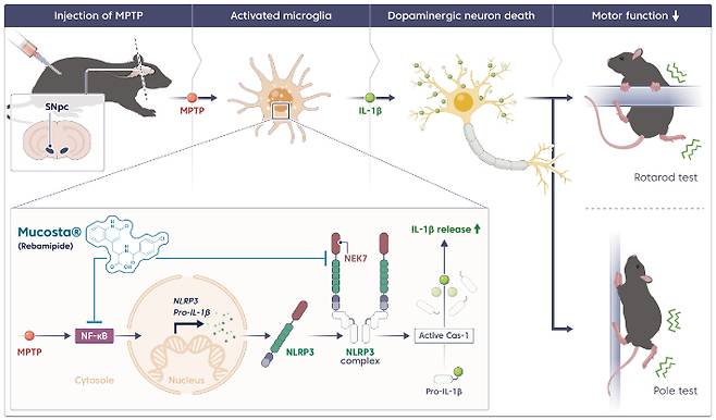 연구 모식도. 한의학연구원 제공