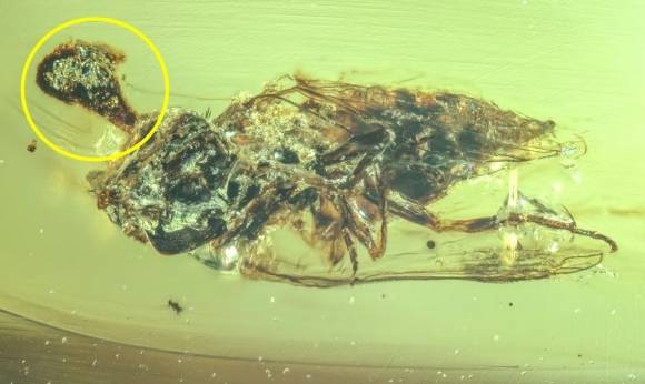 9900만년 된 호박에 갇힌 파리의 머리 부근에서 곰팡이가 자라난 것이 보인다. Nanjing Institute of Geology and Palaeontology; Chinese Academy of Sciences/NIGPAS