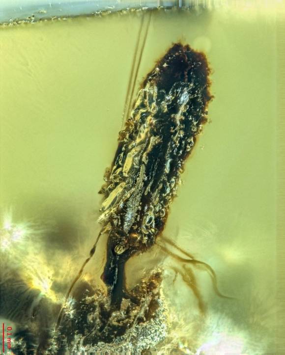 기생성 균류에 감염된 9900만년 된 호박에 갇힌 개미. Nanjing Institute of Geology and Palaeontology; Chinese Academy of Sciences/NIGPAS