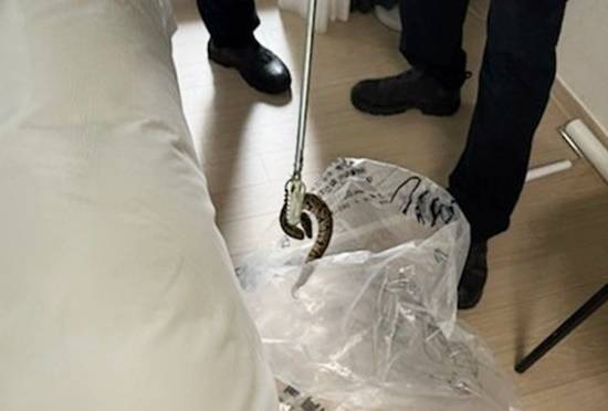 강원 양양의 한 호텔에서 발견된 볼파이톤. 사진 강원도소방본부