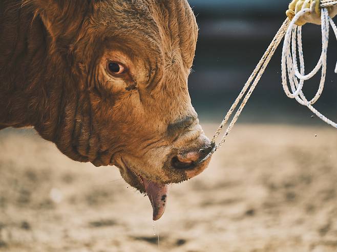 의령 민속대회 경기 직후 소가 과도하게 침을 흘리면서 입을 벌린 채 호흡하고 있다. 동물해방물결·동물을위한마지막희망(LCA) 제공