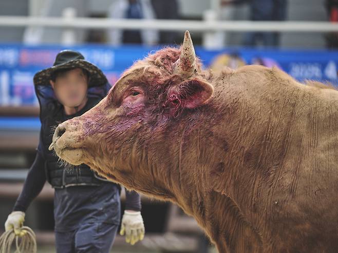 의령 민속대회에서 소 싸움을 마친 소의 얼굴이 피로 흥건히 젖어 있다. 동물해방물결·동물을위한마지막희망(LCA) 제공