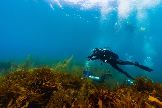 본지 최미랑 기자가 독도 수중 정화활동 참가자들과 함께 지난 15일 독도 앞바다에 입수해 수중 환경을 살펴보고 있다. 대한잠수협회 제공