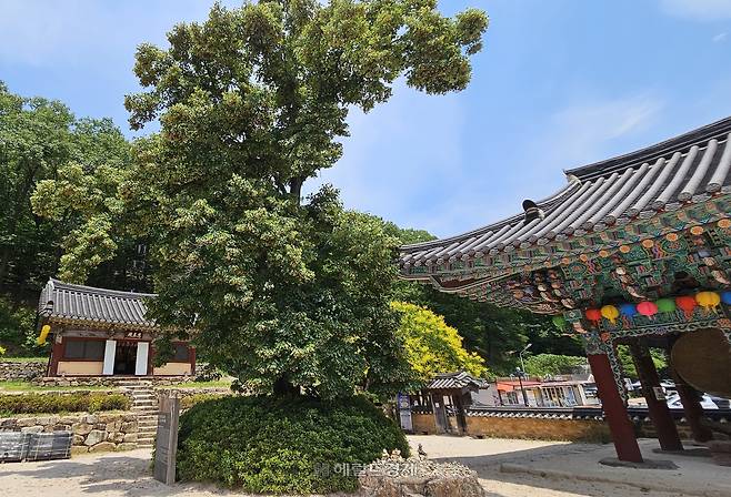 범종각 옆 느티나무