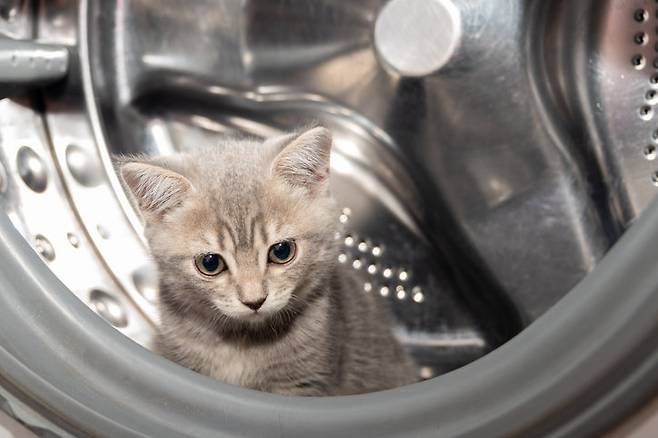 호주에서 생후 9개월 된 고양이가 세탁기 안에서 1시간가량 갇혀 찬물과 세제가 순환되는 세탁 과정을 견디며 중태에 빠졌지만, 즉시 병원 치료를 받아 건강을 대부분 회복했다. 전문가들은 드럼세탁기 사용 전 내부 확인의 중요성을 강조했다. (사진=게티이미지뱅크)