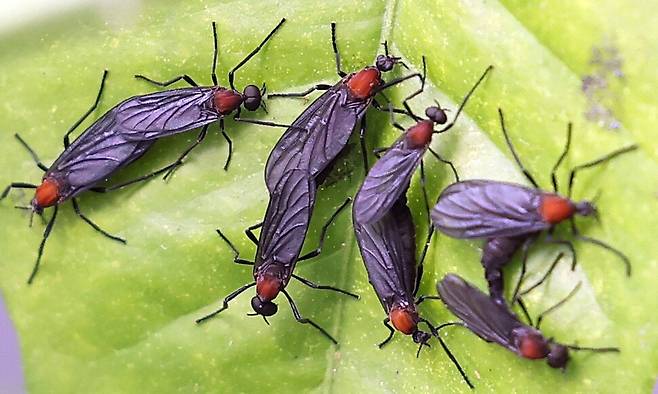 서울 서대문구 한 가정집 화분에 붙어있는 러브버그. 연합뉴스