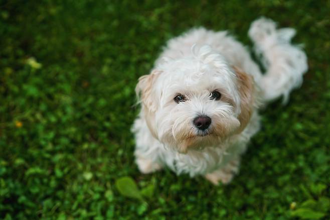 경기도에서 동물보호센터(시보호소)를 통해 유기견을 입양한 시민을 대상으로 '2025 경기도 입양동물 행동교정 지원사업'을 실시합니다. 게티이미지뱅크