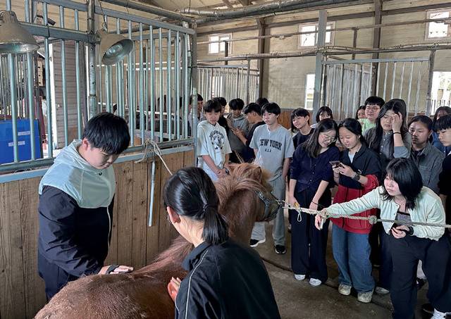 말 브러시로 그루밍 중인 체험 교육생들.