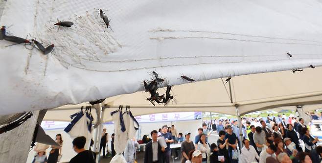 지난 27일 인천 서구 신검단중앙역에서 열린 인천도시철도 1호선 검단연장선 개통기념식장 텐트에 러브버그들이 몰려들어 붙어 있다.(사진=연합뉴스 제공)