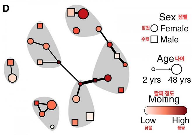 범고래들은 비슷한 나이와 피부 상태를 가진 개체와 더 자주 해초를 매개로 문지르며 사회적 유대를 쌓는 것으로 나타났다. (사진=Current Biology)
