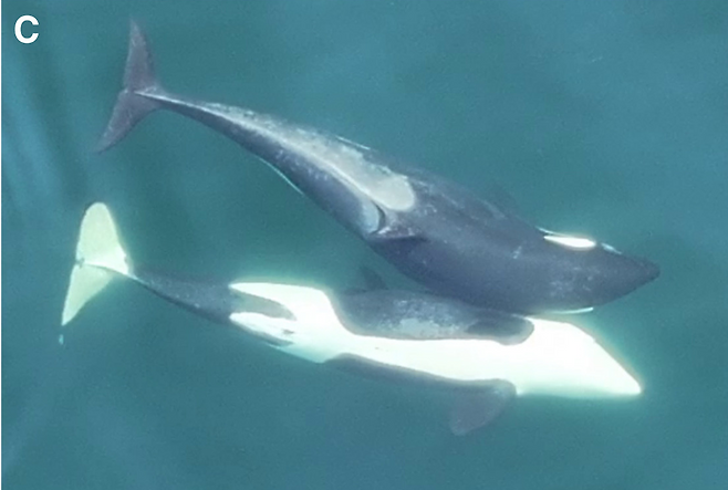 범고래들은 비슷한 나이와 피부 상태를 가진 개체와 더 자주 해초를 매개로 문지르며 사회적 유대를 쌓는 것으로 나타났다. (사진=Current Biology)