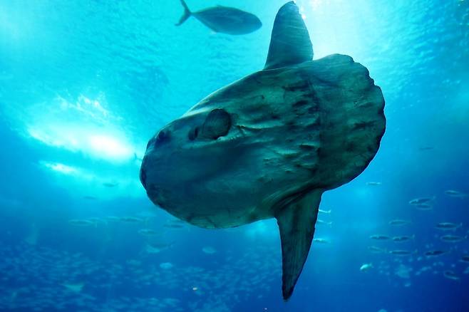 물고기가 맞나..? 싶겠지만 맞다. 이 녀석의 이름이 개복치다. /픽사베이