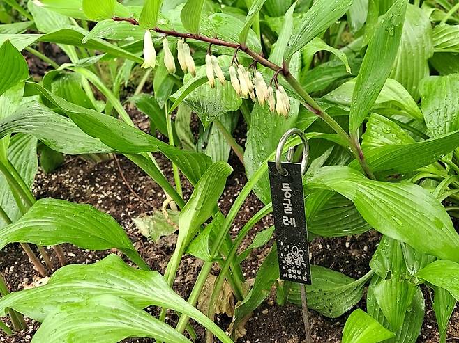 2025 서울국제정원박람회 시민동행정원에 둥굴레가 가득 심겨 있다. ⓒ백수혜 제공