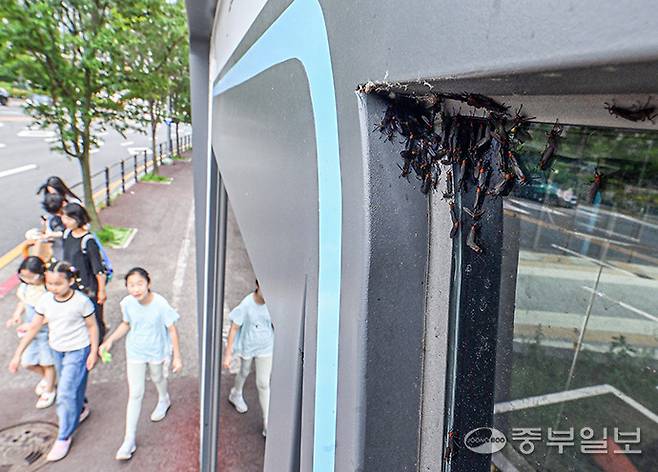 무더운 날씨가 이어지며 경기도 곳곳에 러브버그가 기승을 부리는 가운데 29일 오후 광명시 이케아·롯데아울렛광명점 버스정류장에 러브버그들이 무리지어 붙어 있다. 임채운기자