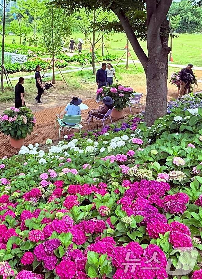 휴일인 29일 구미 양포동 '다온숲'에 3만 2000여송이의 수국이 활짝 펴 시민들의 발길이 이어지고 있다.(구미시 제공. 재판매 및 DB금지) 2025.6.29/뉴스1 ⓒ News1 정우용 기자