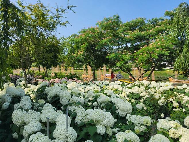 공주 유구색동수국축제. (사진= 김영복 연구가)