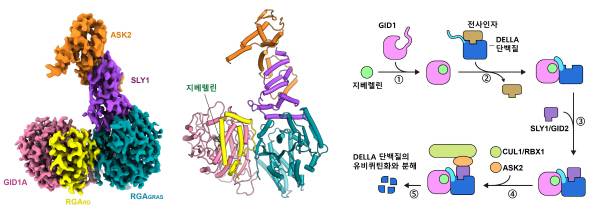 초저온전자현미경으로 분석한 DELLA 단백질 복합체의 밀도 분포도(왼쪽)와 모델 구조(가운데). 지베렐린에 의한 단계적 단백질 안정화와 DELLA 단백질 분해 모델(오른쪽). 영남대.
