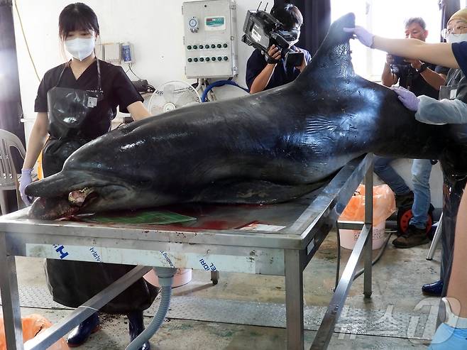30일 오전 제주 제주시 한림읍 한국수자원공단 제주본부에서 남방큰돌고래 '턱이'의 부검이 진행되고 있다.2025.6.30/뉴스1 ⓒ News1 홍수영 기자
