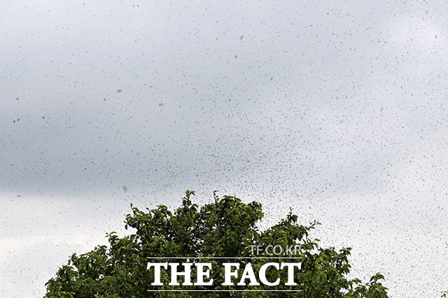 끝없이 나타나는 러브버그 무리들