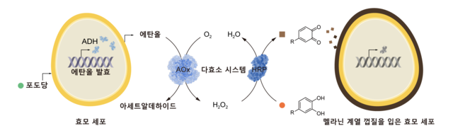 KAIST는 생체 부산물인 요소를 이용해 방향성을 갖고 스스로 이동하는 ‘자가 추진 세포로봇’을 개발했다. KAIST 제공