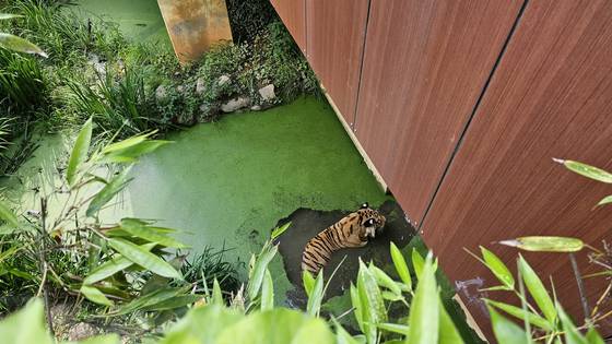 28일 광주광역시 북구 소재 우치 동물원에서 구조 호랑이 호광이가 실외 방사장에서 장소를 옮겨가며 폭염과 싸우고 있다. 사진 정은혜 기자