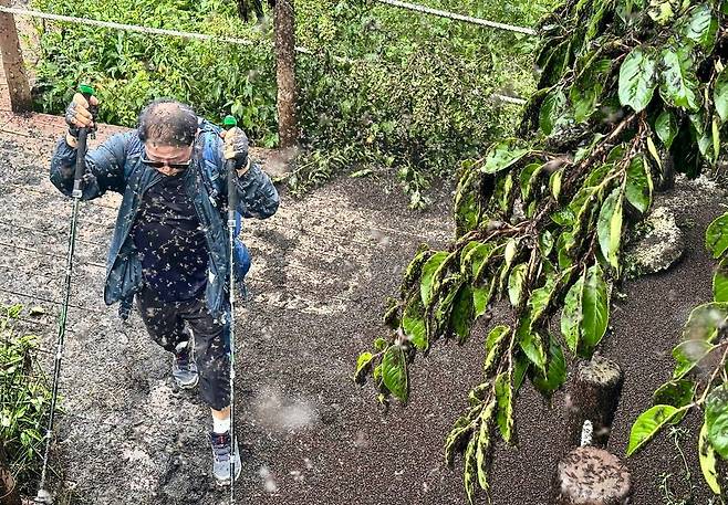 지난 29일 인천 계양구 계양산 정상에서 러브버그(붉은등우단털파리) 무리가 등산로와 등산객들에게 들러붙으며 불쾌감을 주고있다. 사진=인천일보 제공