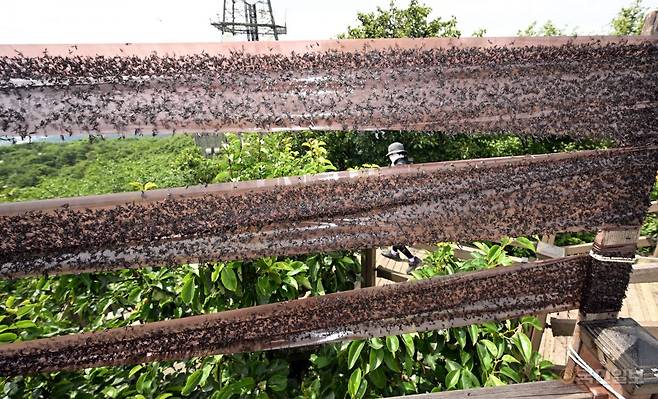 계양산 정상에 설치된 끈끈이 롤 트랩.