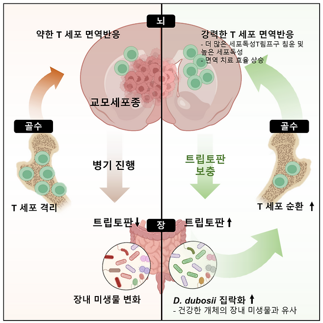 장내 미생물이 항뇌종양 면역치료 효율을 조절한다는 연구의 개요. KAIST 제공