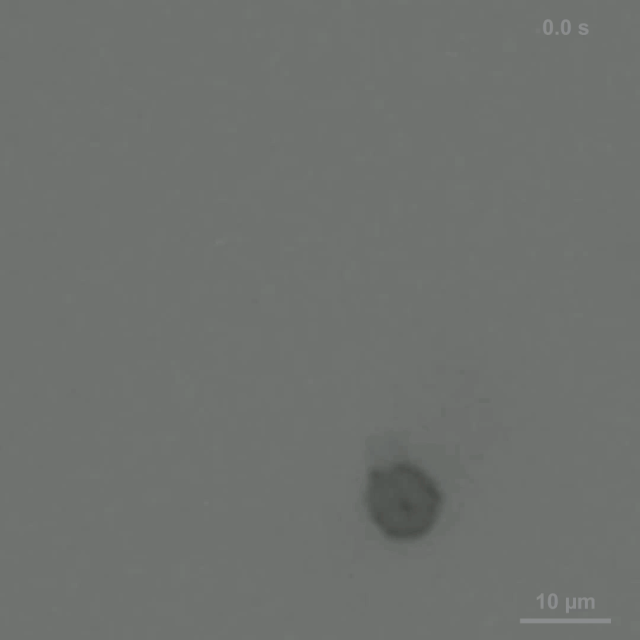 KAIST 연구팀이 개발한 세포로봇. 사진 제공=KAIST