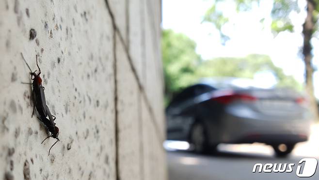 일명 러브버그로 알려진 붉은등우단털파리가 서울 은평구 지역을 중심으로 집중 출몰하고 있는 가운데 강남 도심에서도 포착됐다. 2023.6.23/뉴스1 ⓒ News1 장수영 기자