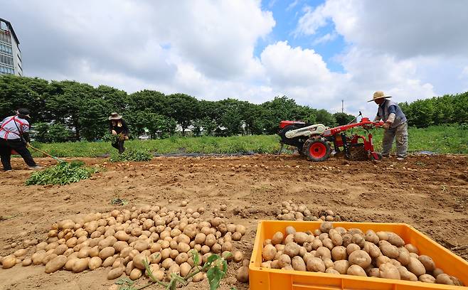 전국 대부분의 지역에 폭염특보가 내려진 1일 인천 남동구의 한 농장에서 농부들이 감자를 수확하고 있다. 사진은 기사와 관련이 없음. /연합
