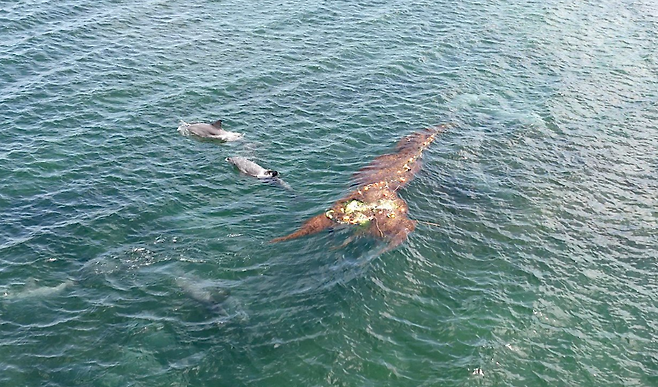어제(1일) 오전 10시 30분쯤 제주시 구좌읍 하도리 별방진성 북동 앞바다에서 거대한 폐어구 옆을 지나고 있는 남방큰돌고래(화면제공 오승목 다큐제주 감독)