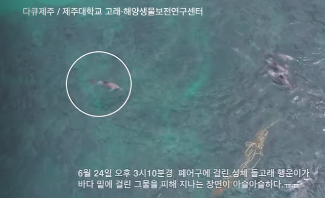 지난달 24일 오후 3시 10분쯤 제주시 김녕항 앞바다에서 폐어구에 걸린 행운이가 폐어구 옆을 지나가는 모습(화면제공=오승목 다큐제주 감독)