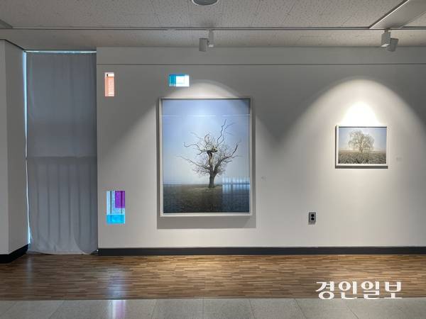 권순학 작가 개인전 ‘Detail’에서 전시한 ‘A Tree’ 시리즈. 2025.6.30 /박경호기자 pkhh@kyeongin.com
