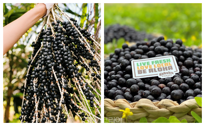 팜투테이블 아사이 체험 카후쿠 농장/사진-하와이관광청
