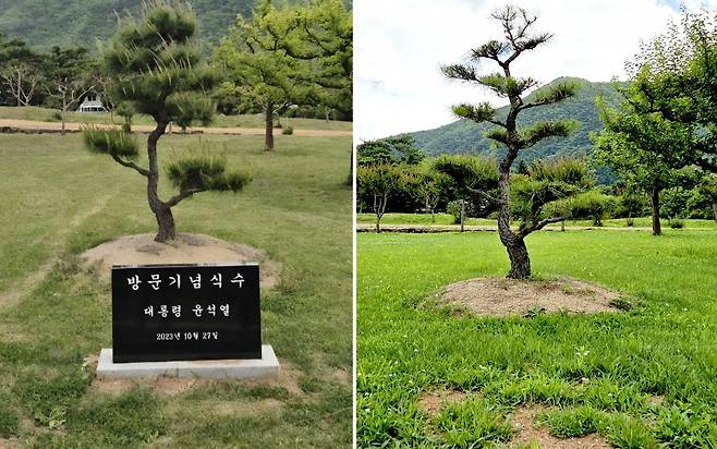 경북 안동 병산서원 입구에 설치됐던 윤석열 전 대통령 방문 기념식수 비석이 최근 사라지고, 현재는 윤 전 대통령이 식수한 소나무만 남아 있는 상태다. 독자제공