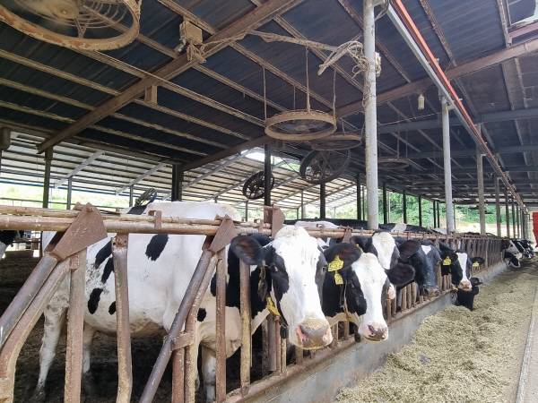 가축 폭염 피해에 대응해 환풍기를 가동 중인 경남의 한 축산농가. 경남도 제공