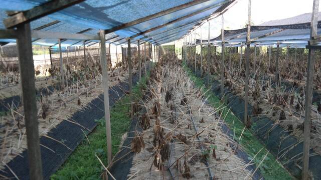 고온 피해를 당한 인삼밭