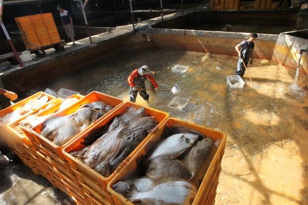제주지역 양식장에서 사육한 광어를 옮기는 모습.