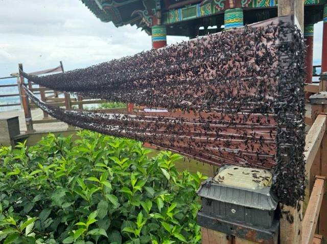 30일 인천시 계양구에 따르면 지난 23일부터 27일까지 계양구에서 러브버그 관련 민원 359건이 잇따라 접수됐다. 인천시 계양구