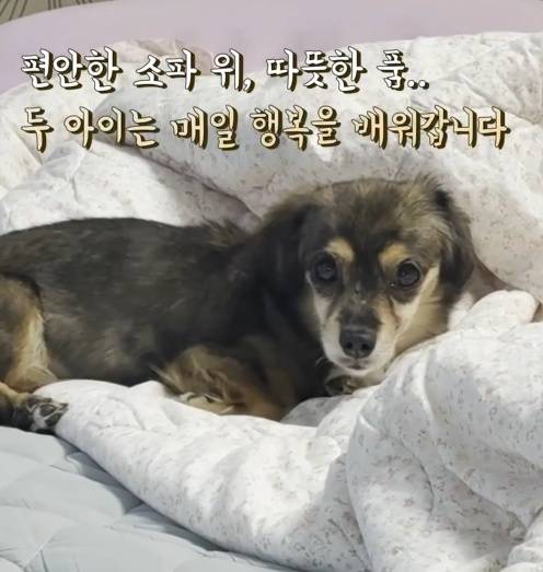 소파 위에서 편안하게 쉬고 있는 산들이(VIP동물의료센터 제공) ⓒ 뉴스1