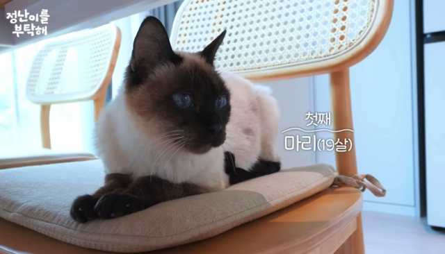 배우 김정난의 첫째 반려묘 '마리'. 유튜브 '정난이를 부탁해' 캡처