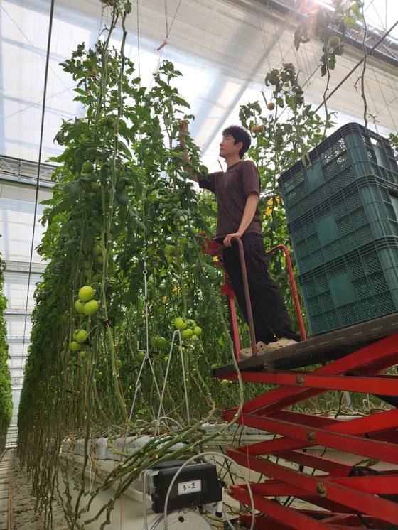 경북 상주시 사벌국면에 조성된 상주 스마트팜 혁신밸리 토마토 온실에서 교육생 강태영씨가 리프트에 탑승한 채로 작물을 살펴보고 있다. 김정석 기자