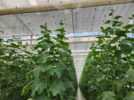 경북 상주시 사벌국면에 조성된 상주 스마트팜 혁신밸리 내 오이 온실. 천장에 설치된 분무 장치에서 수증기가 분사되고 있다. 김정석 기자