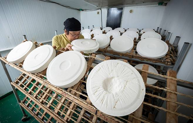 한 대표가 누룩의 향을 맡고 있다. 장진영 기자