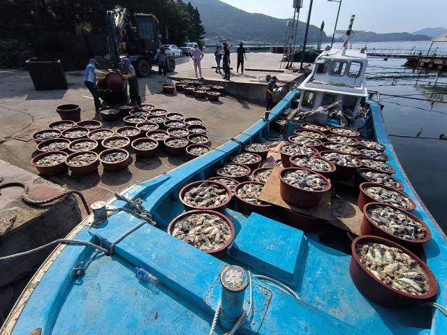 지난해 남해안을 덮친 역대급 고수온에 양식 어류 2640만여 마리가 떼죽음했다. 부산일보DB