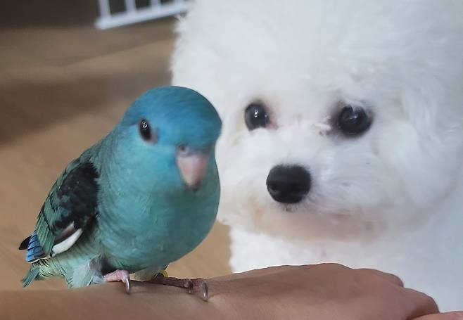 이수정 교수의 반려조 '토리(왼쪽)'와 반려견 '체리' ⓒ 뉴스1 이수정 교수 제공