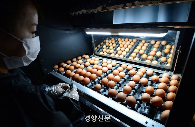 경기 양주의 한 산란계 농장에서 직원이 달걀 분류 작업을 하고 있다. 경향신문 자료