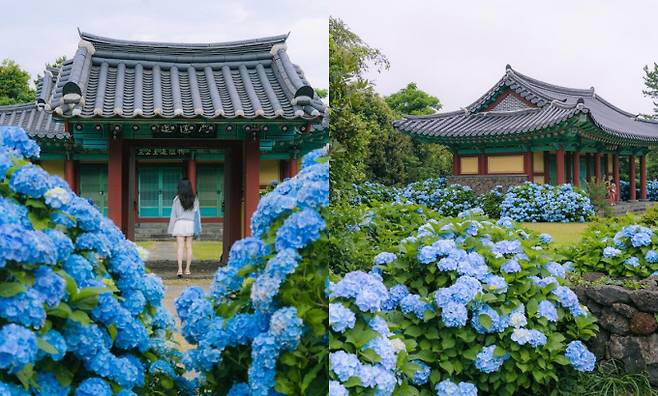 혼인지는 푸른 수국이 매력적인 곳이다. /사진=한국관광공사